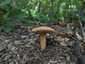Fakó szőrgomba (Lactarius mairei), Budai-hegység